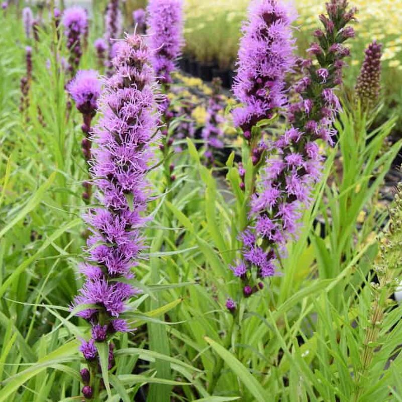 Liatris spicata 'Kobold' ---